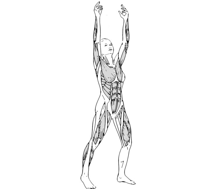 anteriorflexibilityhighway.jpg